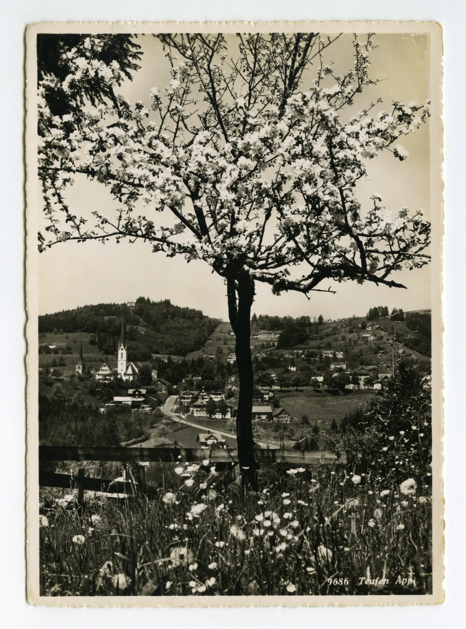 Vordergrund: blühender Obstbaum, Sammelbüel. Mit beiden Dorfkirchen, Krankenhaus, Bad Sonder. Blick zu Frölichsegg, Schäflisegg (vgl. Hc.16-15)