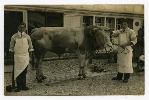mit einem Stier